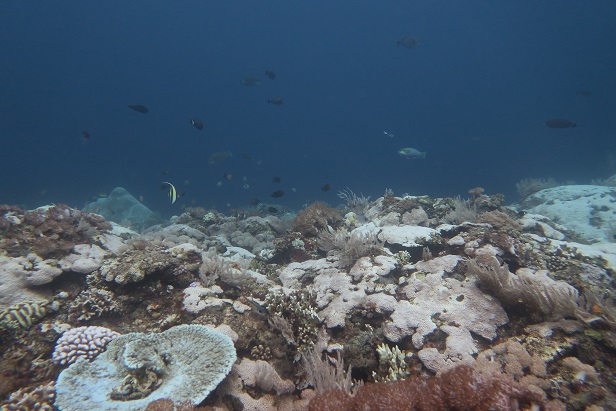 Tampak terumbu karang yang memutih di Perairan Pulau Liukang Loe Kabupaten Bulukumba. Foto Sumarjito-MSDC UNHAS
