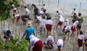 Penanaman Mangrove (3)