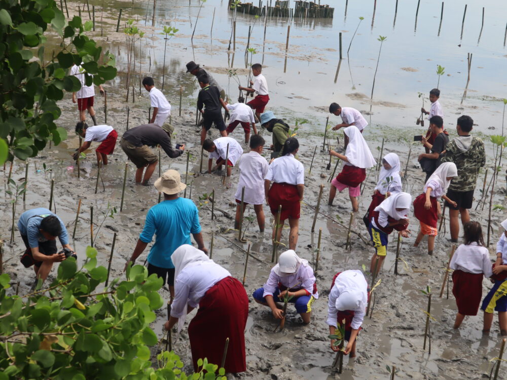 Penanaman Mangrove (3)