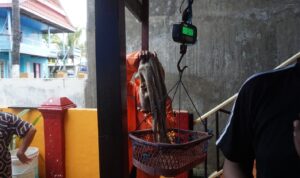 Proses penimbangan gurita hasil tangkapan nelayan Pulau Bonetambu menunjukkan bobot lebih dari 3 kilogram, yang diperoleh dalam waktu singkat setelah wilayah tangkap dibuka, menjadi bukti awal
