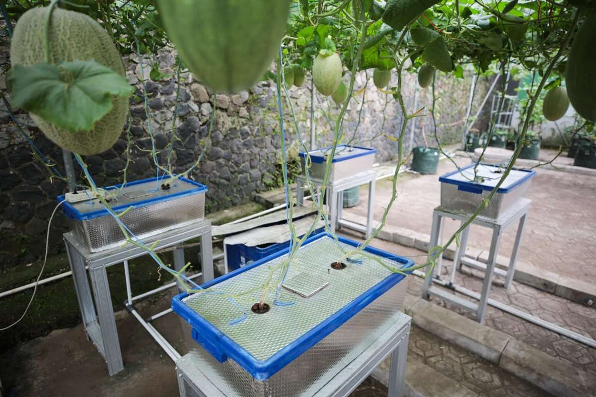 Wali Kota Bandung Rencana Kembangkan Kampung Wisata Melon Premium